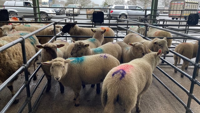 Sheep kill: Spring lamb prices increase while supplies remain low