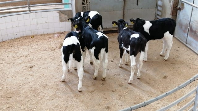 Opinion: Are low-price calves better value than pet lambs?