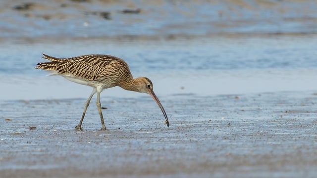 €20 million allocated to cross-border habitat preservation project