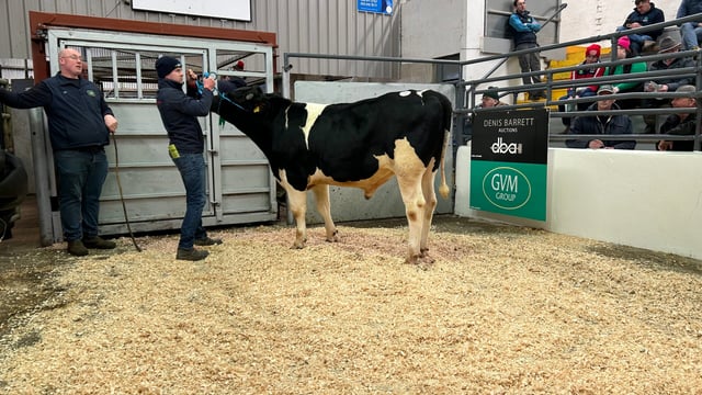 In pictures: IHFA Premier Bull and Heifer sales