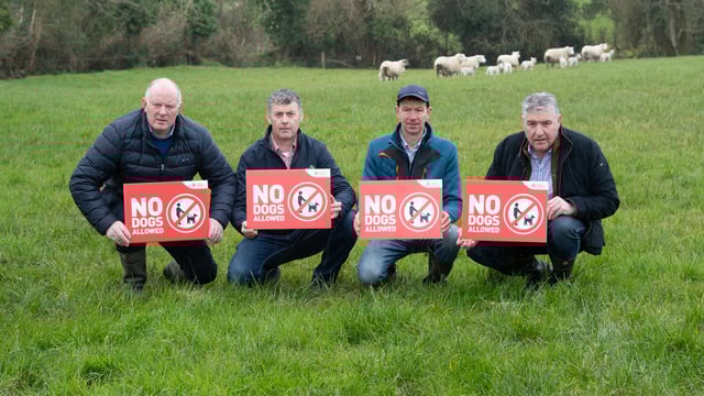 IFA launches 2024 ‘No Dogs Allowed’ campaign as lambing is underway