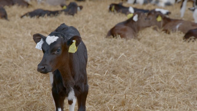 What's causing abomasal bloat in calves?
