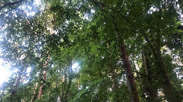 DAFM 'committed' to reduce forest cover in SPAs for hen harrier conservation