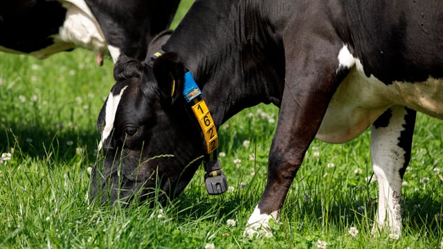 Dairy advice: Be wary of bloat in high-clover paddocks
