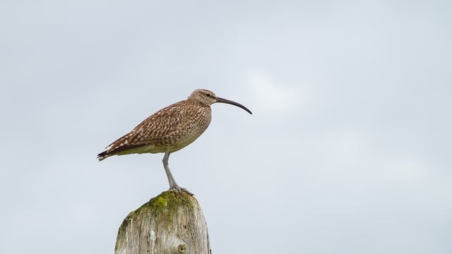 IPCC to hold bog walk in celebration of World Curlew Day