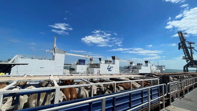 Indonesia suspends cattle imports from Australian facility