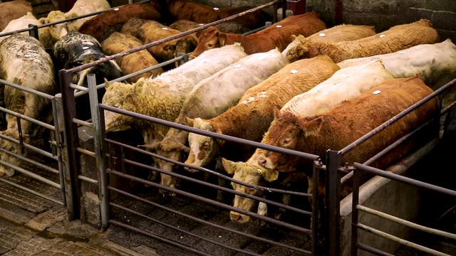 Number of cattle in Ireland varies by over 1m head/year