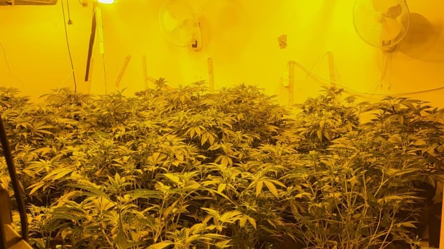 Gardaí discover cannabis grow houses in rural Galway properties