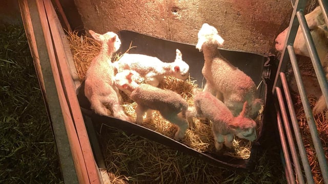 Video: Quads and quintuplets born on Mayo sheep farm