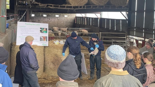 Adopting changes to improve your lambing season