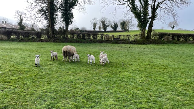 Spring 2024 recorded as one of the warmest and wettest - Met Éireann