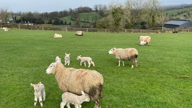 Sheep farmers warned that there is 'no regular worm season'