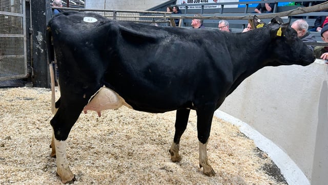 In pictures: The 150th Taaffe auctions Carnaross dairy sale