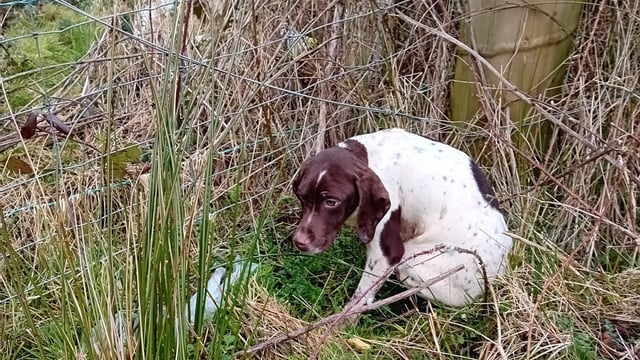 ISPCA rescues 5 puppies after 'illegal dumping' across Longford