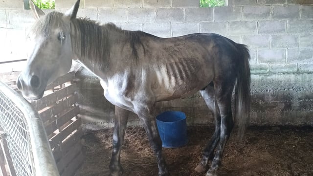 Wicklow woman given prison sentence for cruelty to horses
