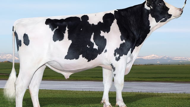 Demand for dairy semen remains strong in Northern Ireland
