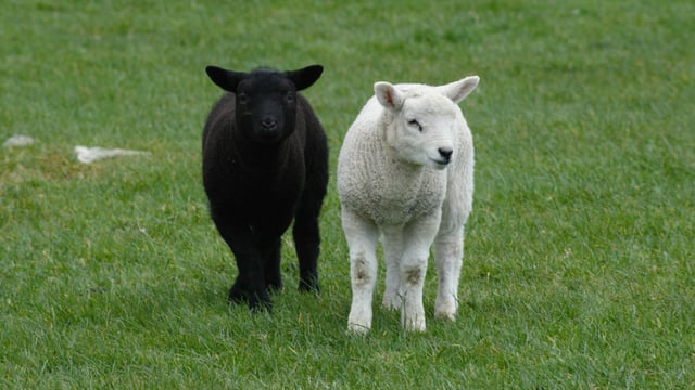 Opinion: Is St. Patrick the patron saint of the sheep industry?