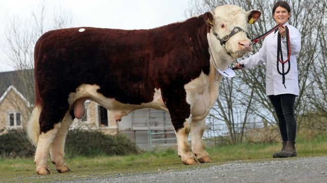 Hereford show and sale set for Tullamore this Saturday