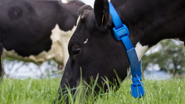 A new generation of fertility management for Irish dairy farmers