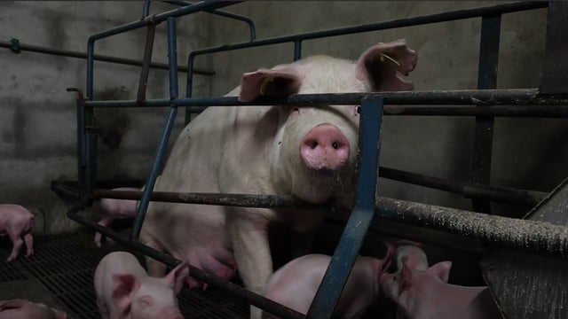 Animal rights activists claim pig cruelty in undercover investigation
