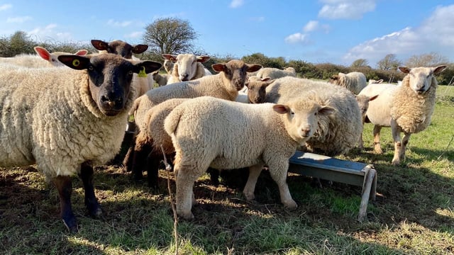 Closing date for Sheep Welfare Scheme applications approaches