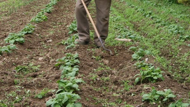 St. Patrick's Day: A time to set the spuds?