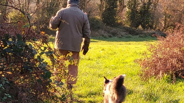 Kilkenny couple transform dog's life after years of abuse