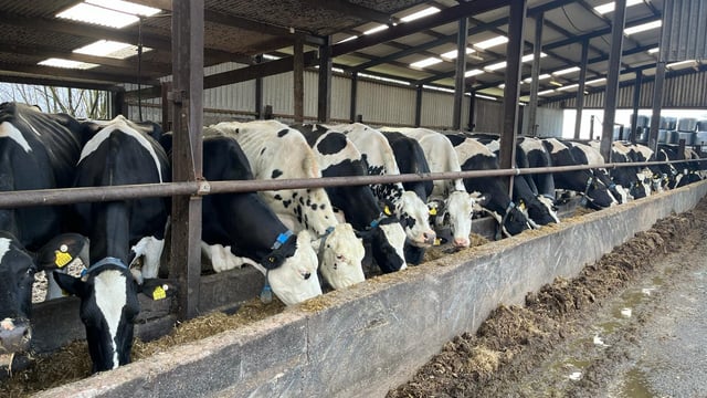 Wicklow farmers leave dairy farming on their 'own terms'