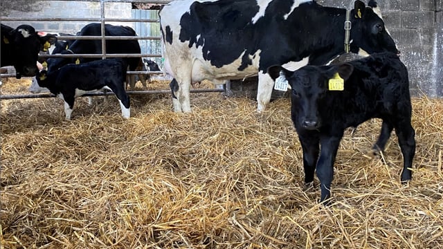 Dairy calf registrations down by nearly 50k on last year's figures