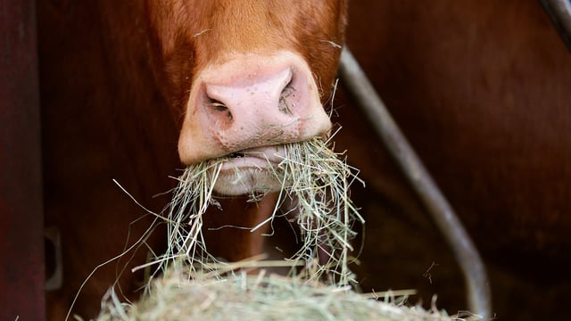 Bovine breathalyser start-up among Accelerate Green participants