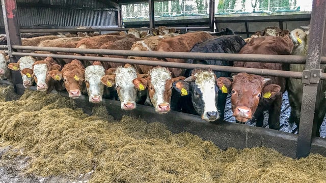 ICBF: Almost 4,400 herds apply to join genotyping programme