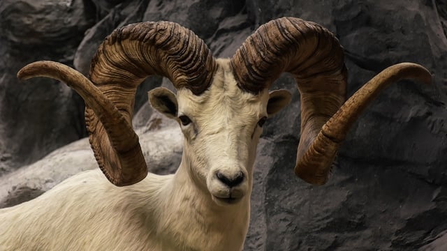 US man attempted to create 'giant sheep' for captive hunting
