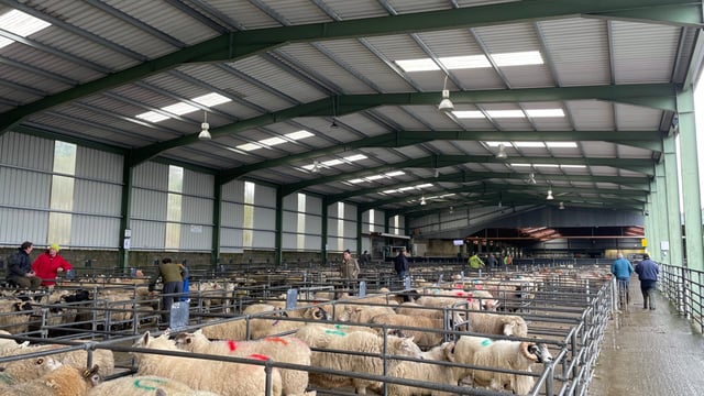 Strong cull ewe trade as hoggets remain steady at Blessington Mart
