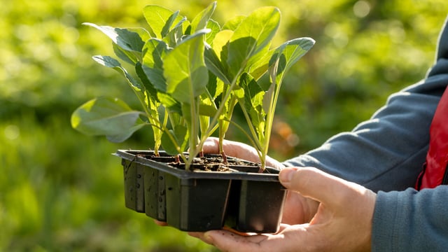 Groundbreaking seed germination model developed at Rothamsted