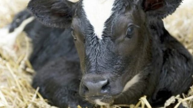 Agriland survey: 60% of farmers will not buy dairy bred calves this spring