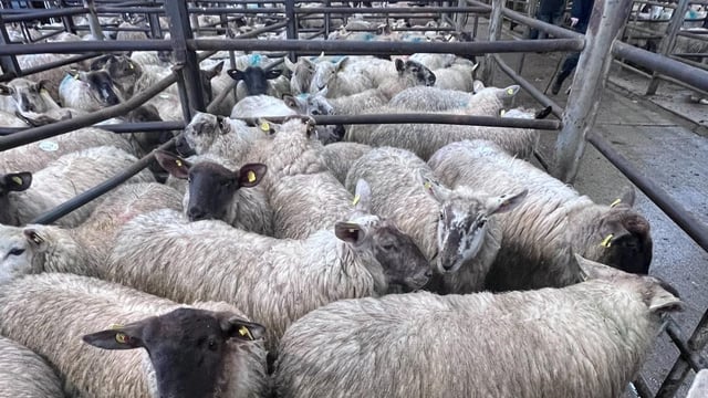 Sheep marts: Spring lambs at Carnew Mart hit €242/head