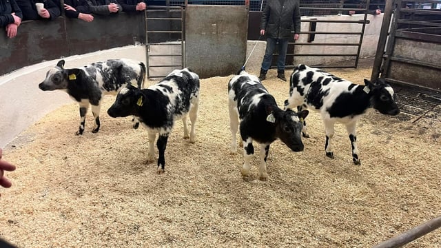 Well fed calves prove popular at Castleisland Mart