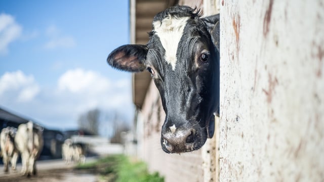 Minister's TB proposals need to be 'balanced and fair' - farm org
