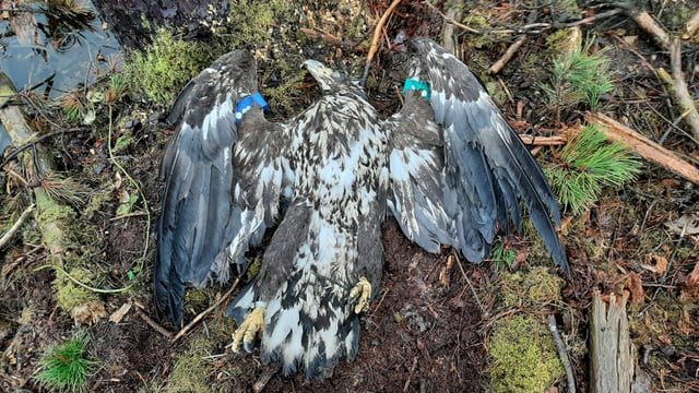 NPWS investigation underway after white-tailed eagle shot dead