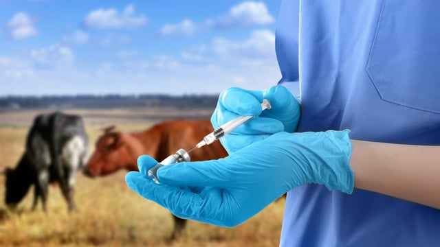EFSA: Levels of veterinary drug residues in food 'remain low'