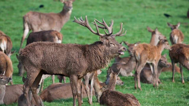 ICMSA: 'Real progress' needed for reducing deer population