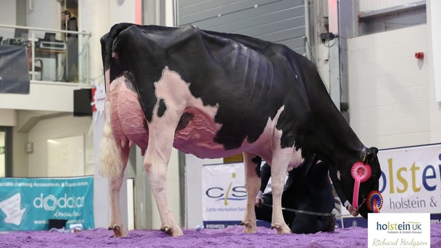 Walnutlawn Sidekick daughter claims top prize at UK Dairy Expo
