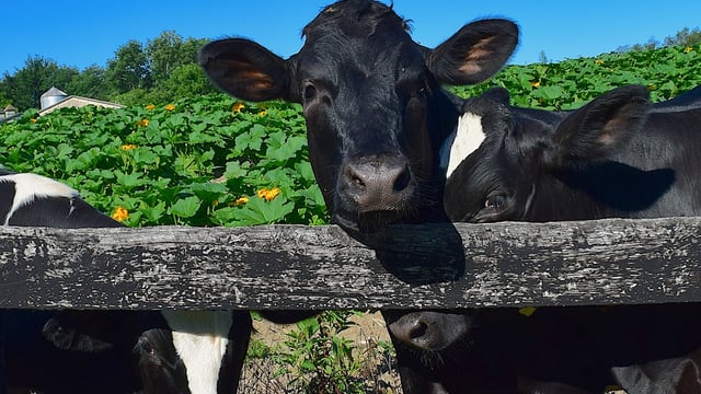Bird flu detected in dairy cows in the US