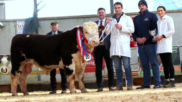 Hereford bulls hit €6,000 at premier sale in Tullamore