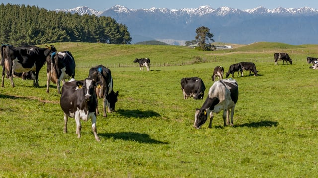 NZ farmers 'on track' to meet methane emissions reduction targets