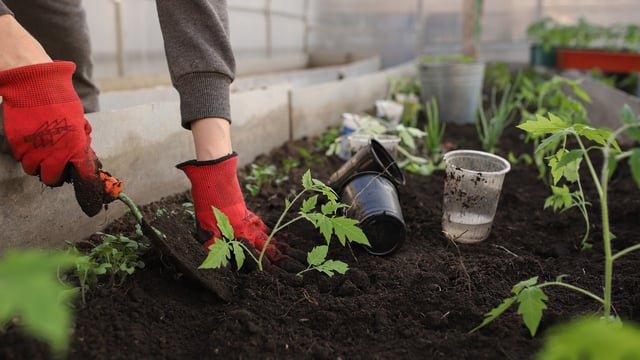 Community growers highlight 'urgent' need for enhanced policies