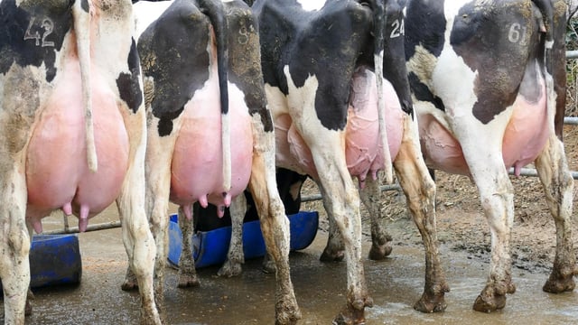 EDG Rubicon sired cow takes top price at Greenlawn sale