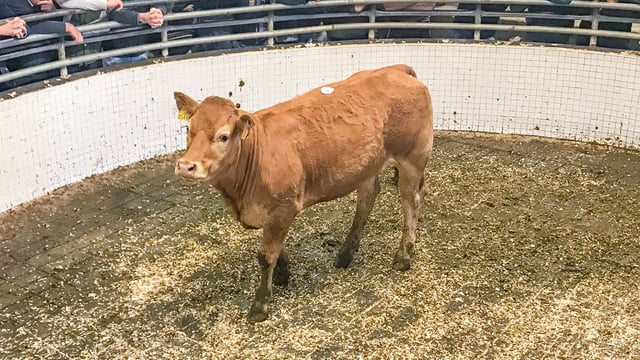 Bullocks over 500kg average €2.96/kg at Ballinrobe Mart
