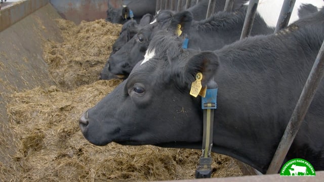 Progressive Farm Program: Keeping things simple on Laois dairy farm