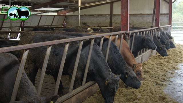 Watch: Using the CBV when selecting for dairy-beef production
